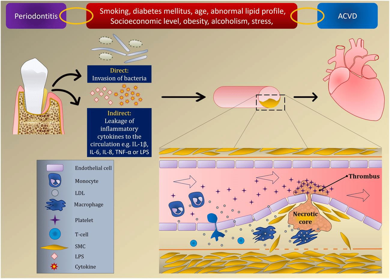 Exploring the Relationship Between Periodontitis and Systemic Conditions